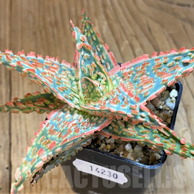 SH14230 Aloe TCT hybrid