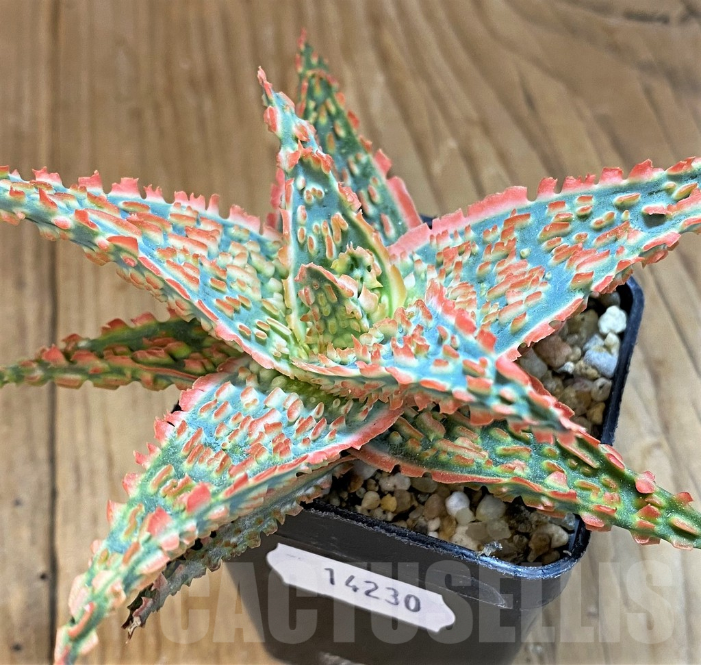 SH14230 Aloe TCT hybrid