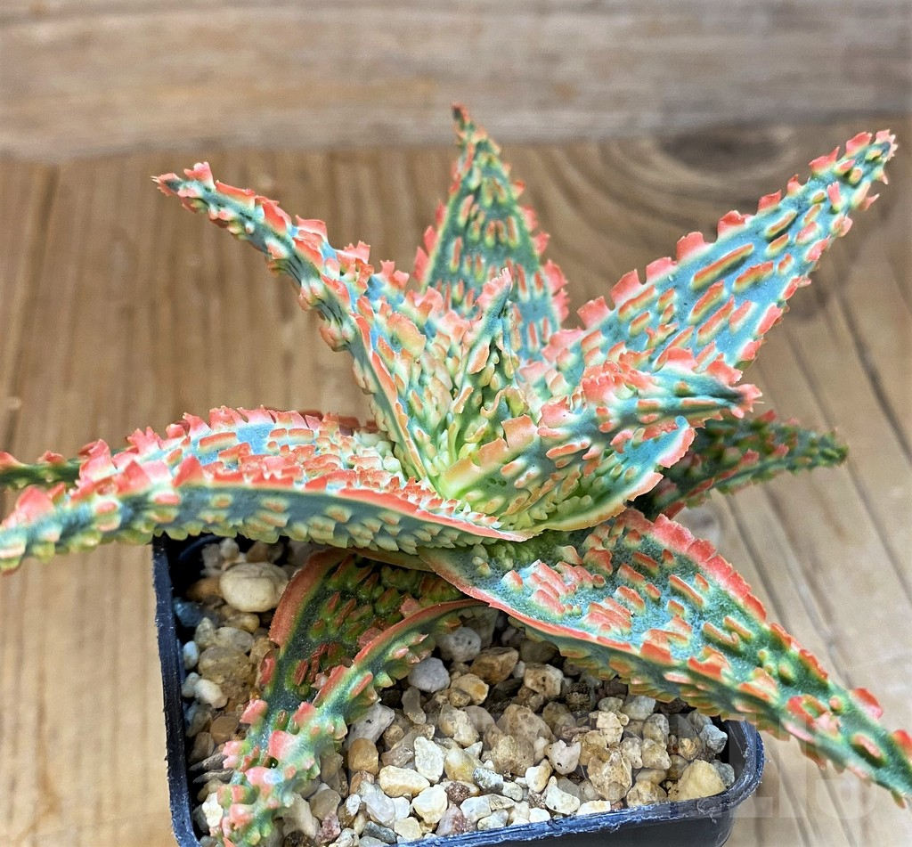 SH14230 Aloe TCT hybrid - Image 3