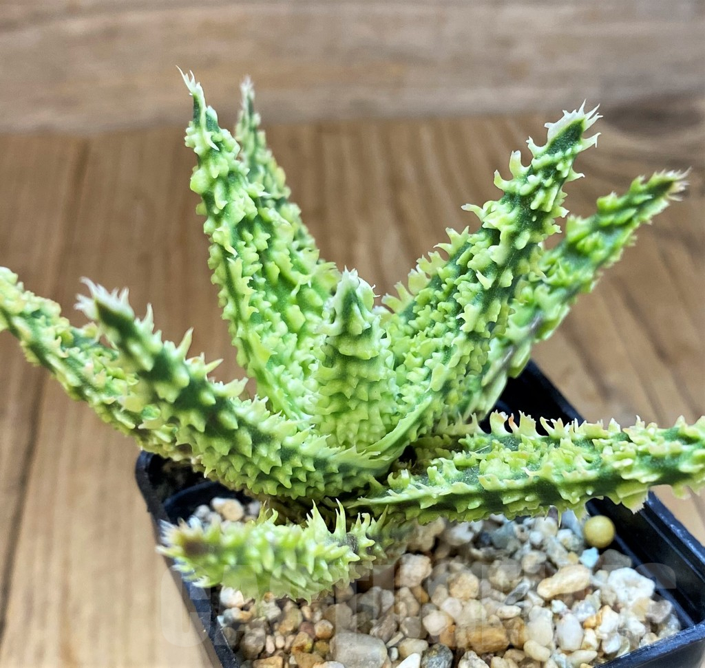 SH14231 Aloe TCT hybrid - Image 2