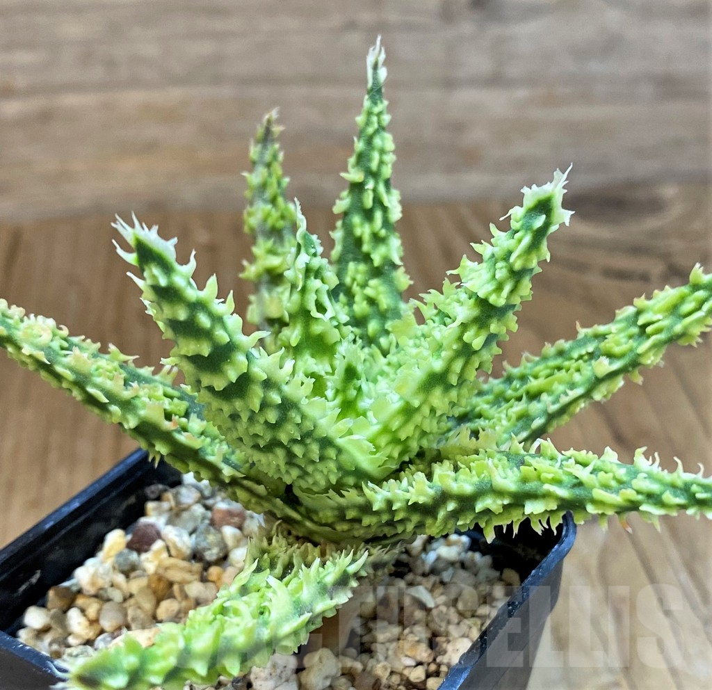 SH14231 Aloe TCT hybrid
