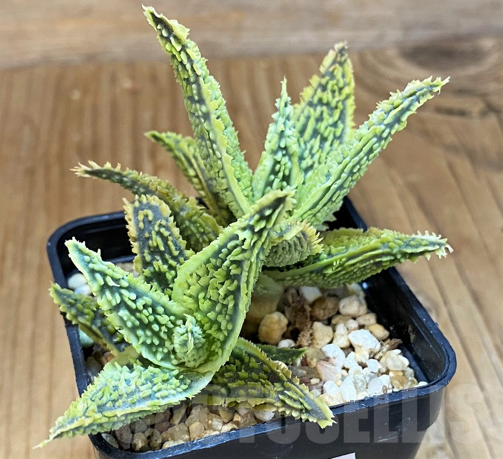 SH14245 Aloe TCT hybrid - Obrázek 2
