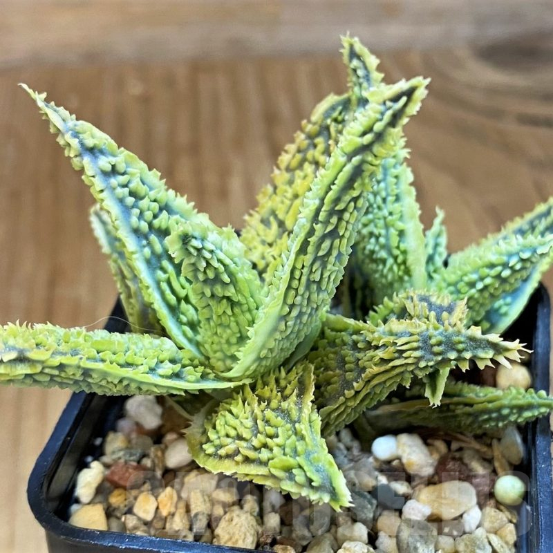 SH14245 Aloe TCT hybrid
