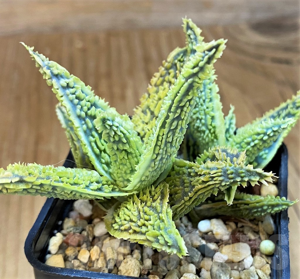 SH14245 Aloe TCT hybrid