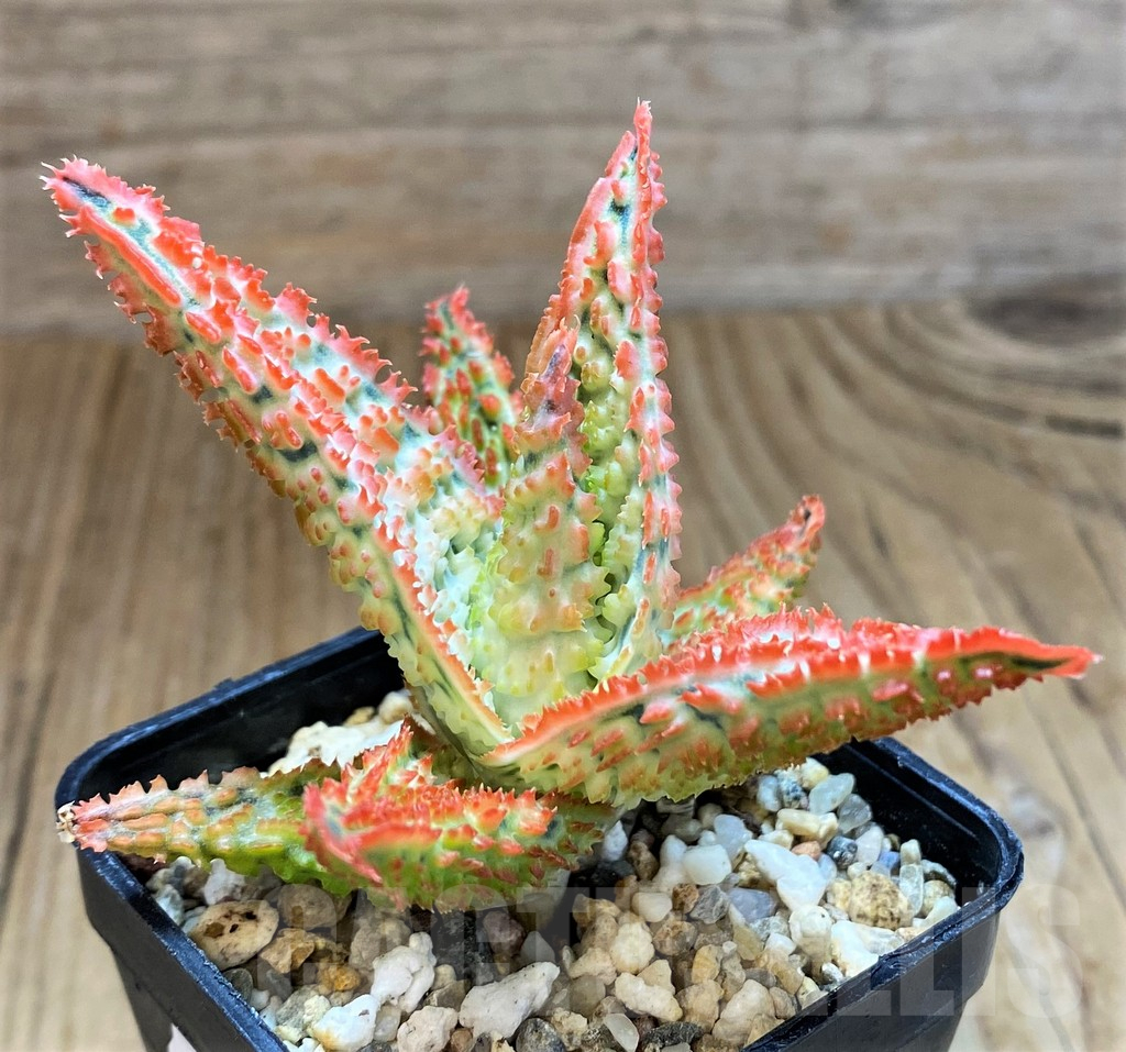 SH14203 Aloe TCT hybrid - Image 2