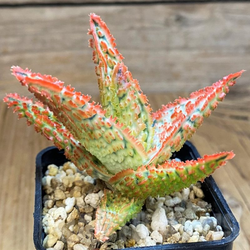 SH14203 Aloe TCT hybrid