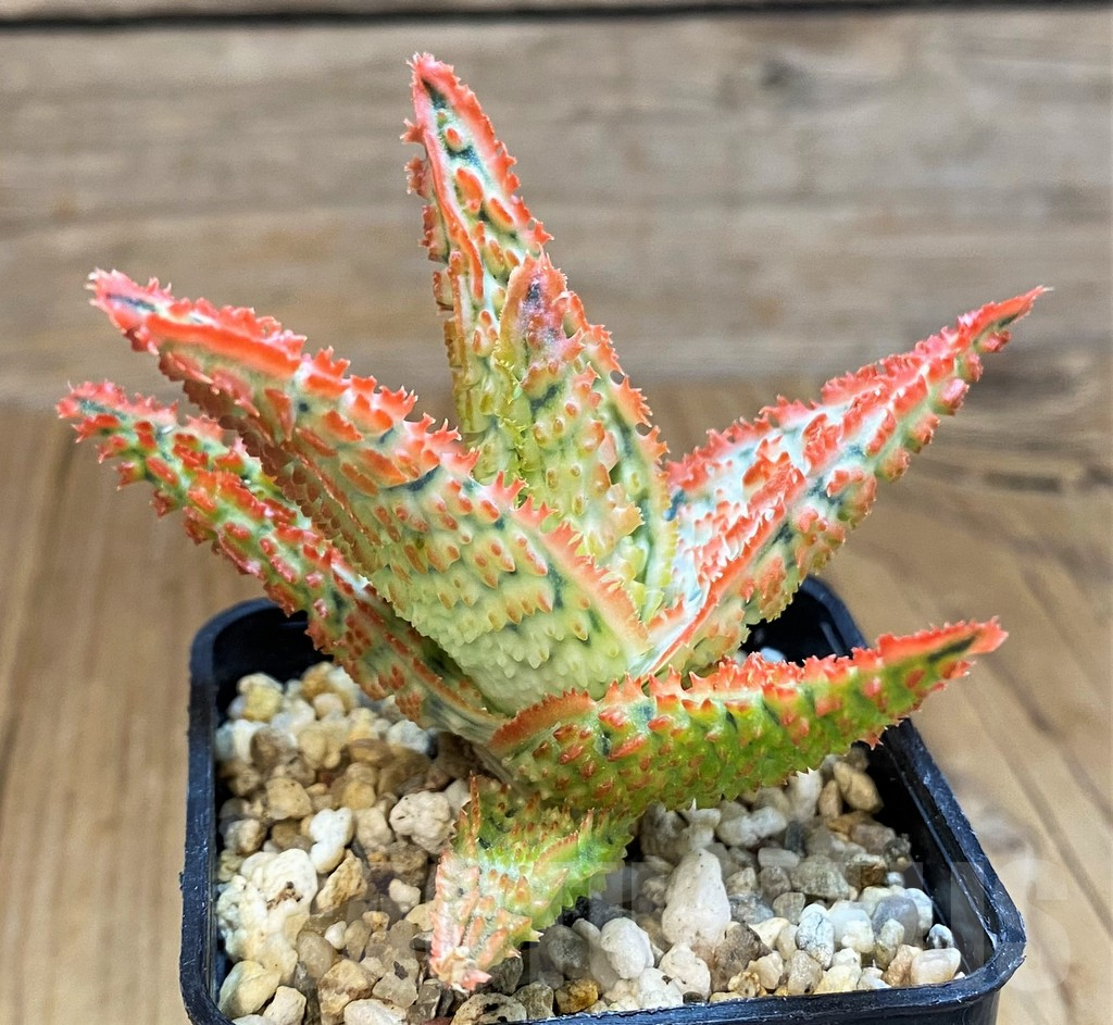 SH14203 Aloe TCT hybrid