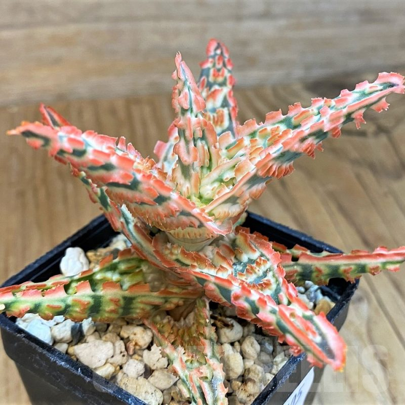 SH14205 Aloe TCT hybrid