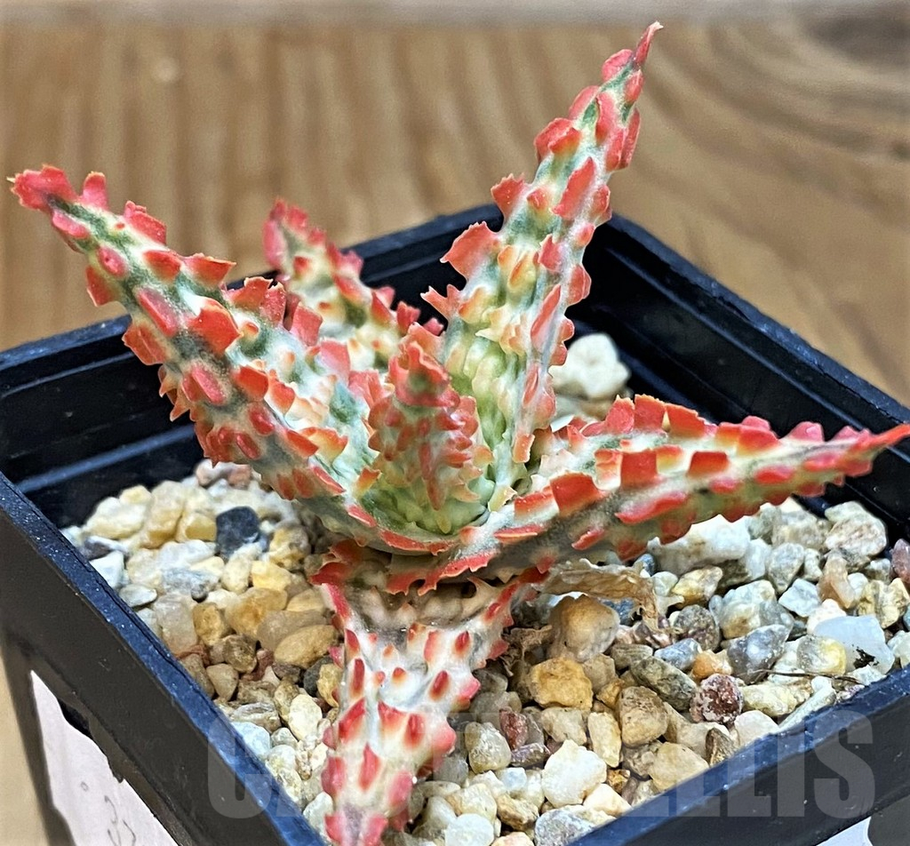 SH14207 Aloe TCT hybrid - Image 2