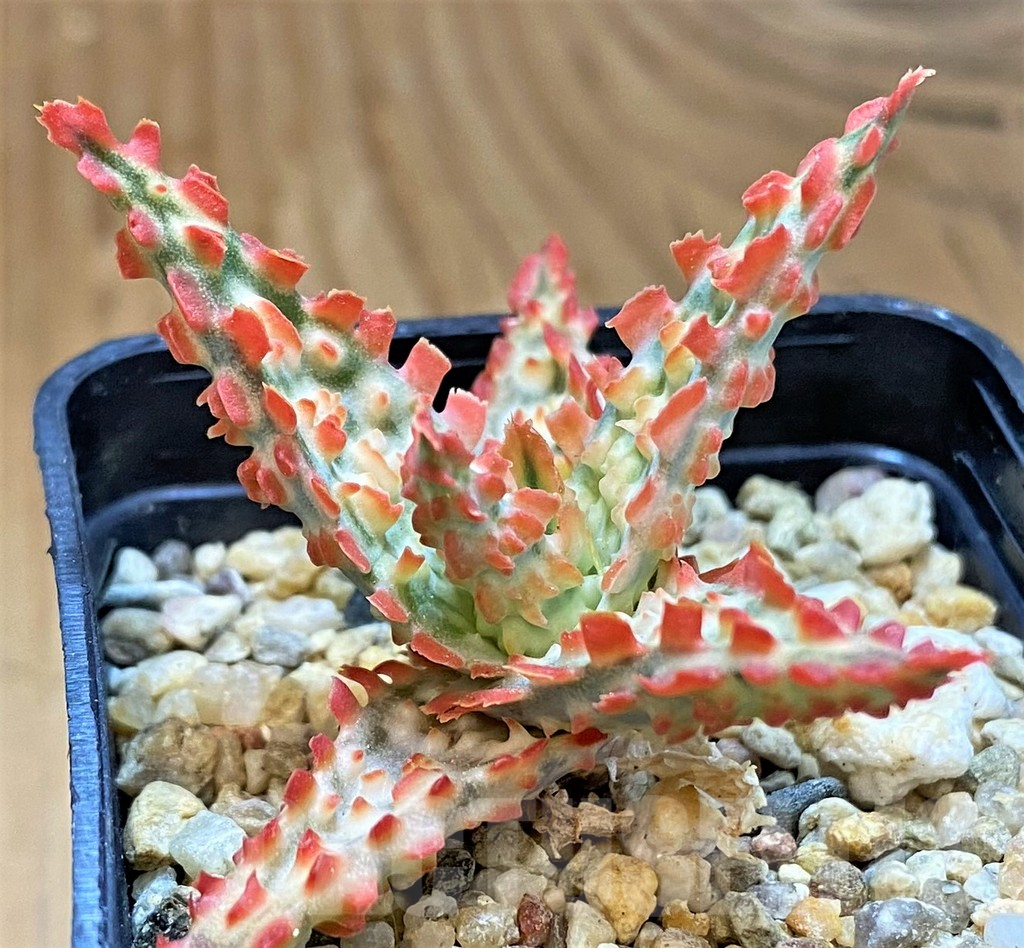SH14207 Aloe TCT hybrid