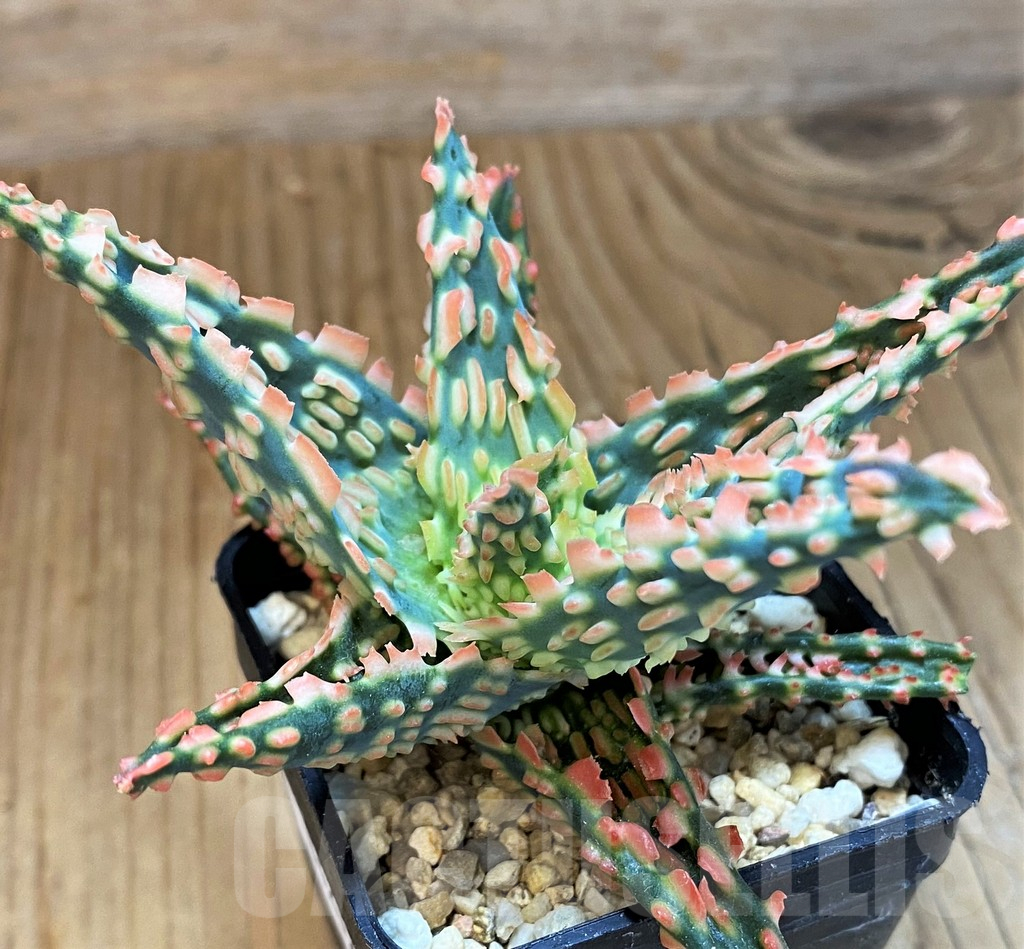 SH14212 Aloe TCT hybrid - Image 3