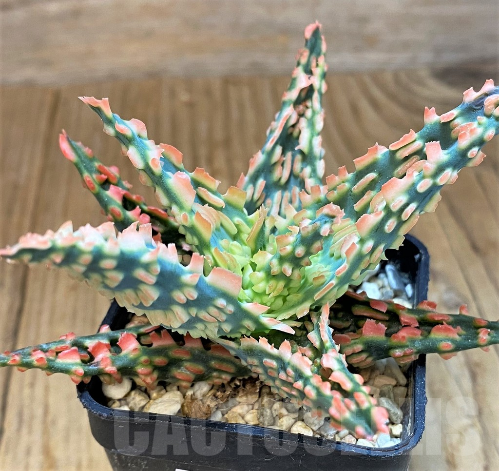 SH14212 Aloe TCT hybrid - Image 2