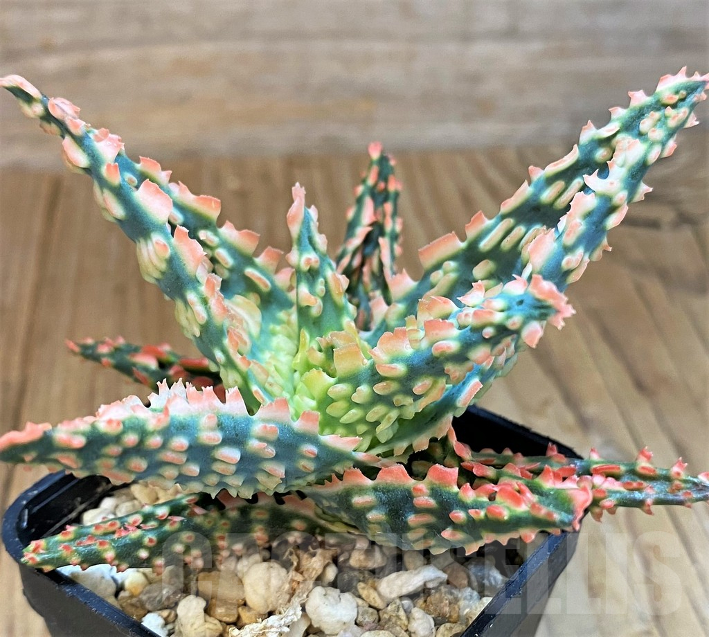 SH14212 Aloe TCT hybrid