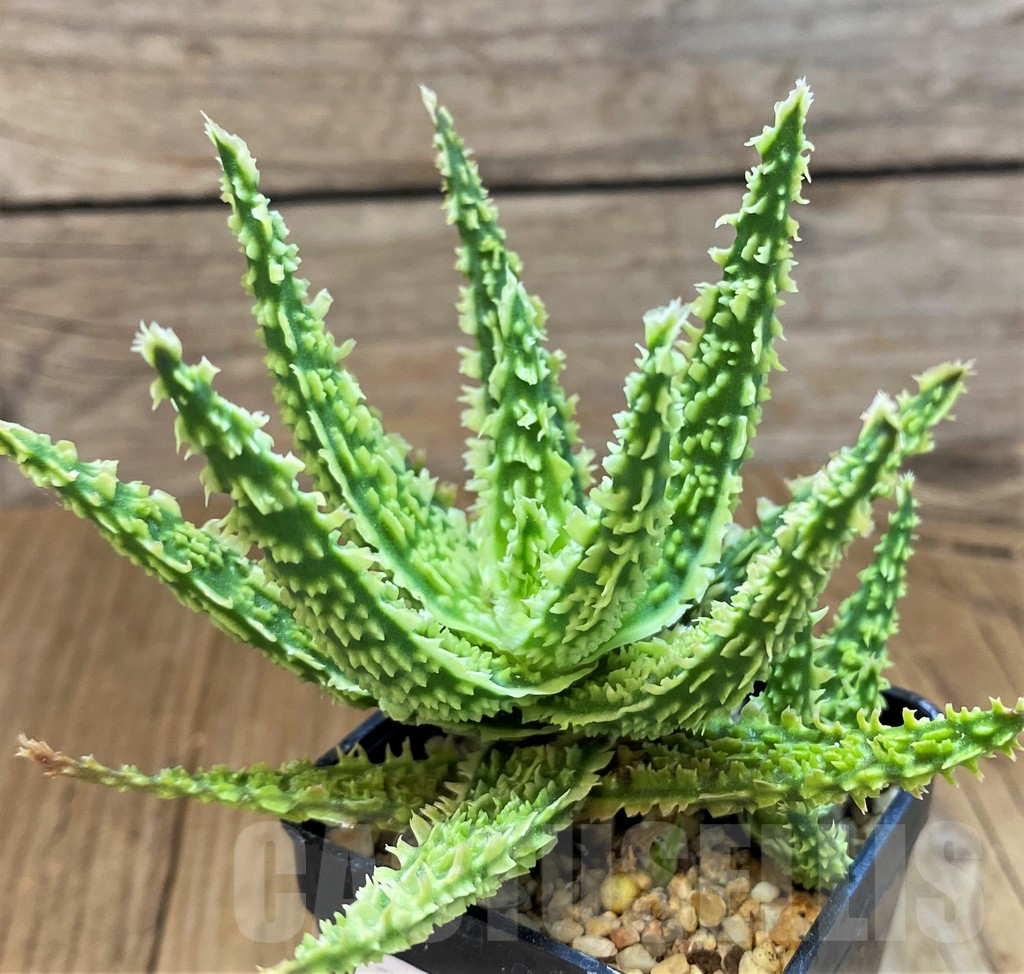 SH14215 Aloe TCT hybrid - Image 2
