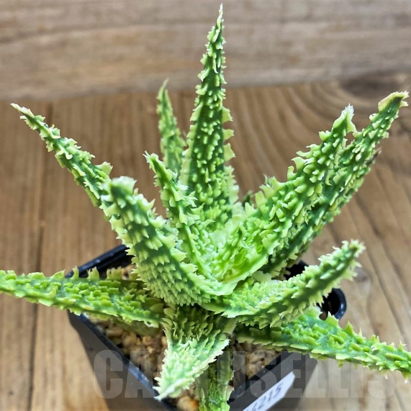 SH14215 Aloe TCT hybrid