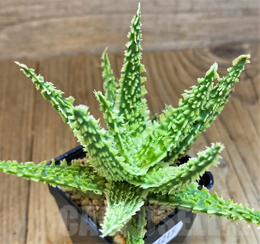 SH14215 Aloe TCT hybrid
