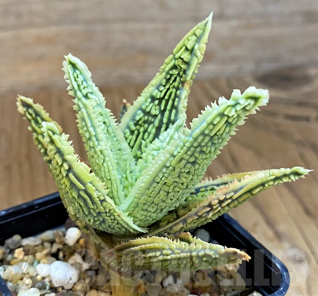 SH14218 Aloe TCT hybrid - immagine 3