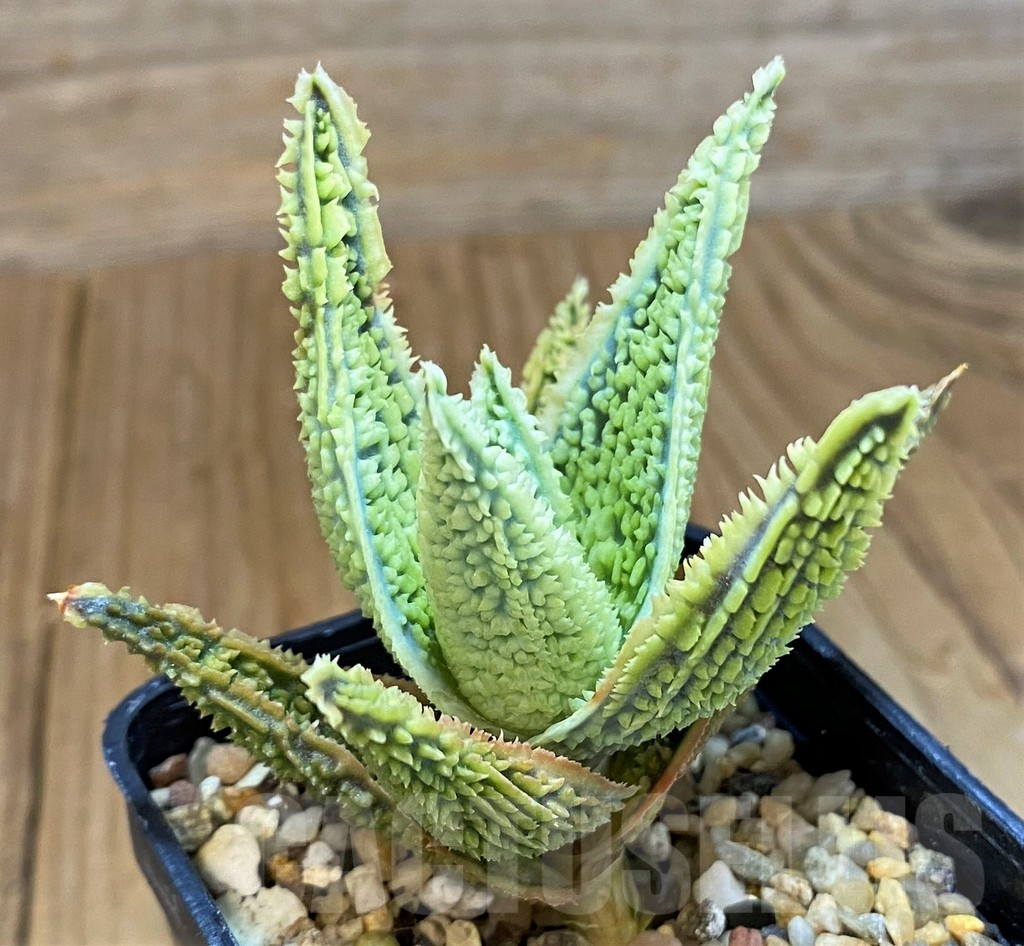 SH14218 Aloe TCT hybrid - immagine 2