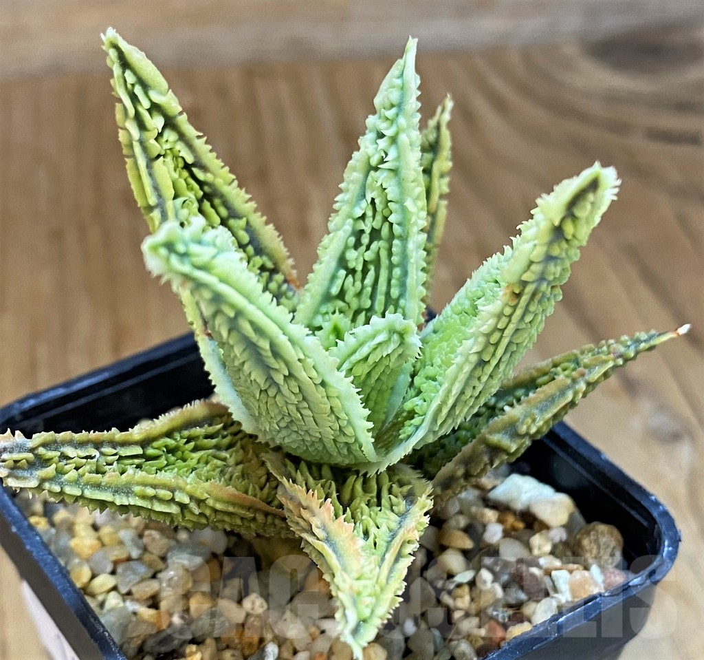 SH14218 Aloe TCT hybrid