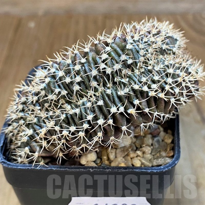 SH14299 Gymnocalycium mihanovichii f. cristata