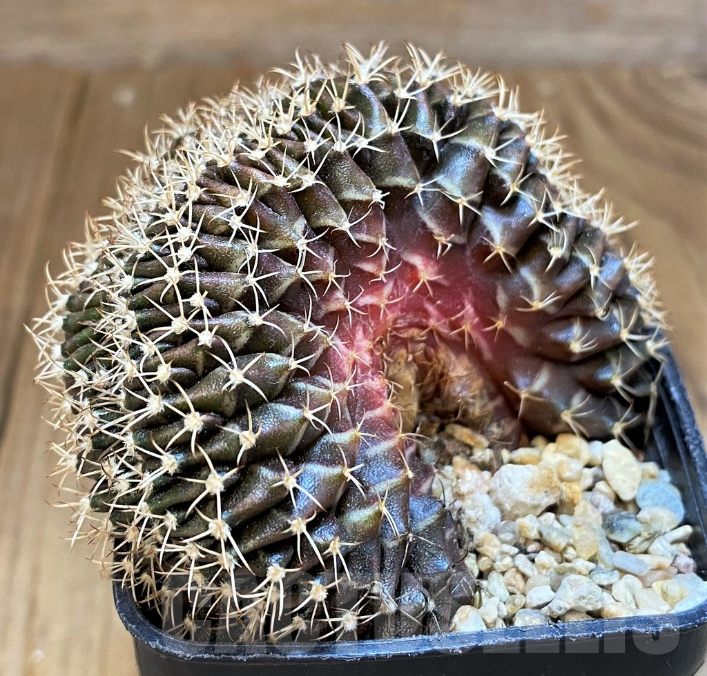 SH14299 Gymnocalycium mihanovichii f. cristata - Image 2