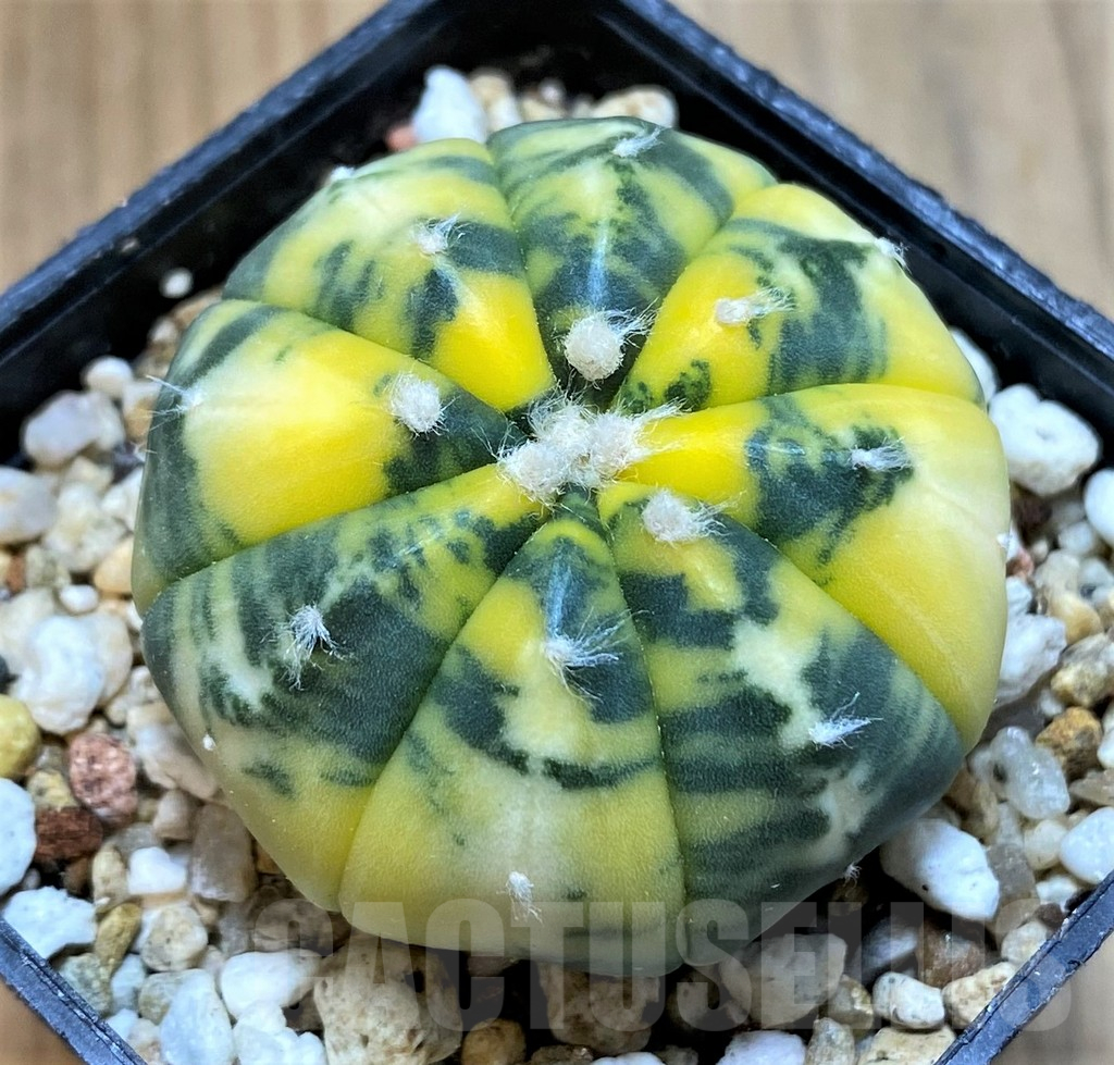 SH14277 Astrophytum asterias f. variegata