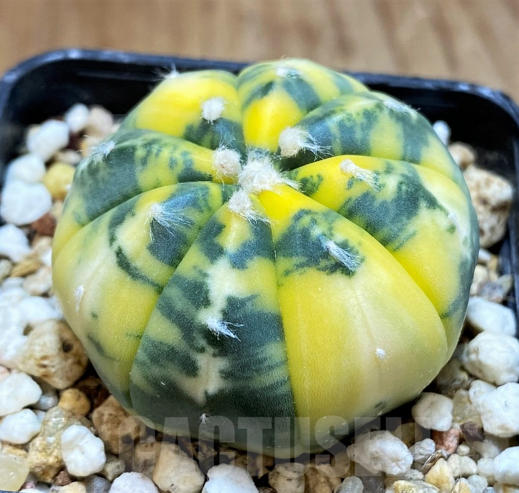 SH14277 Astrophytum asterias f. variegata - Imagen 2