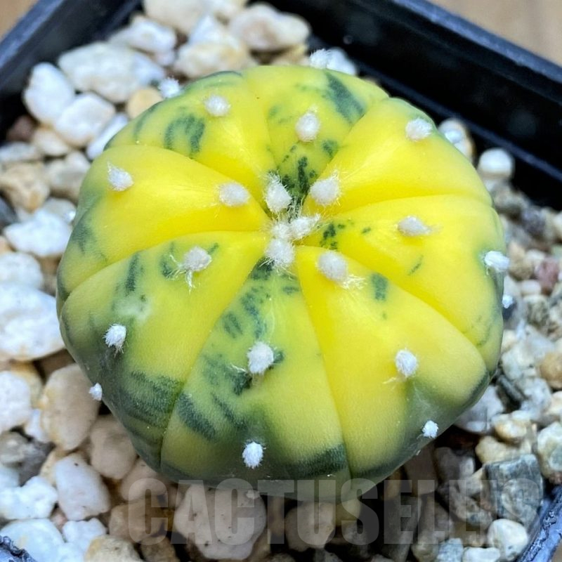SH14278 Astrophytum asterias f. variegata