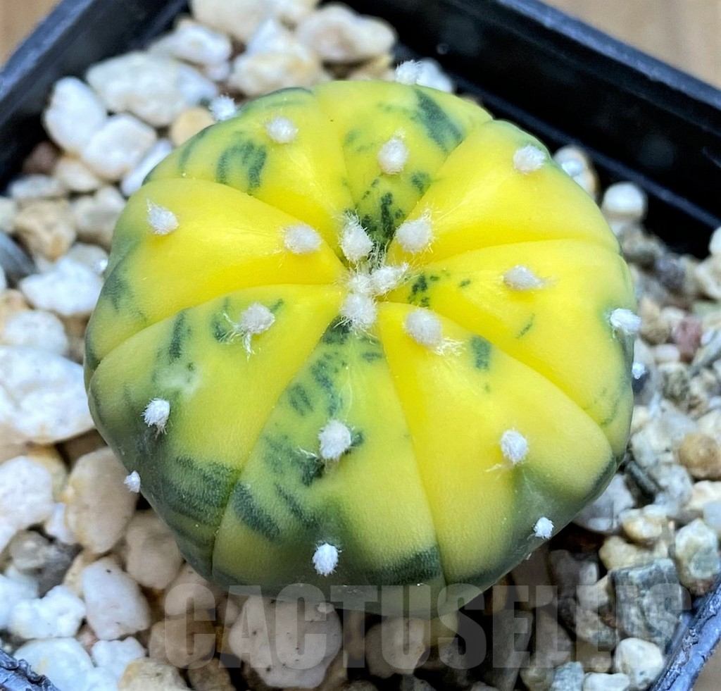 SH14278 Astrophytum asterias f. variegata