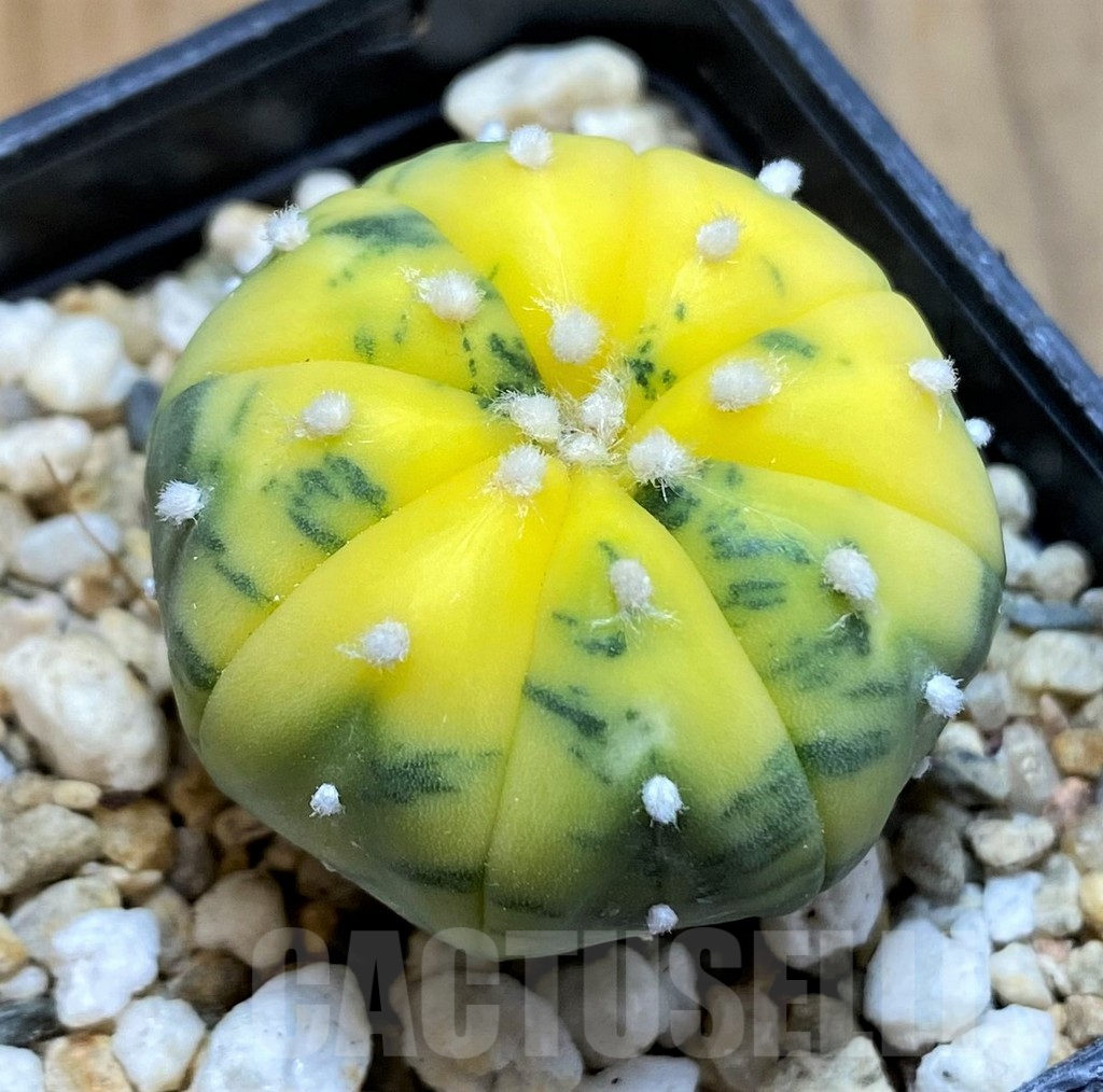 SH14278 Astrophytum asterias f. variegata - Image 2