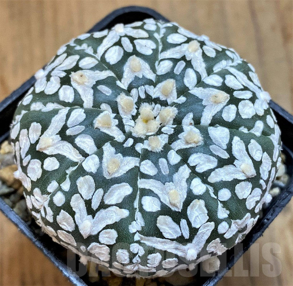 SH14283 Astrophytum asterias ‘Super Kabuto’ V-type