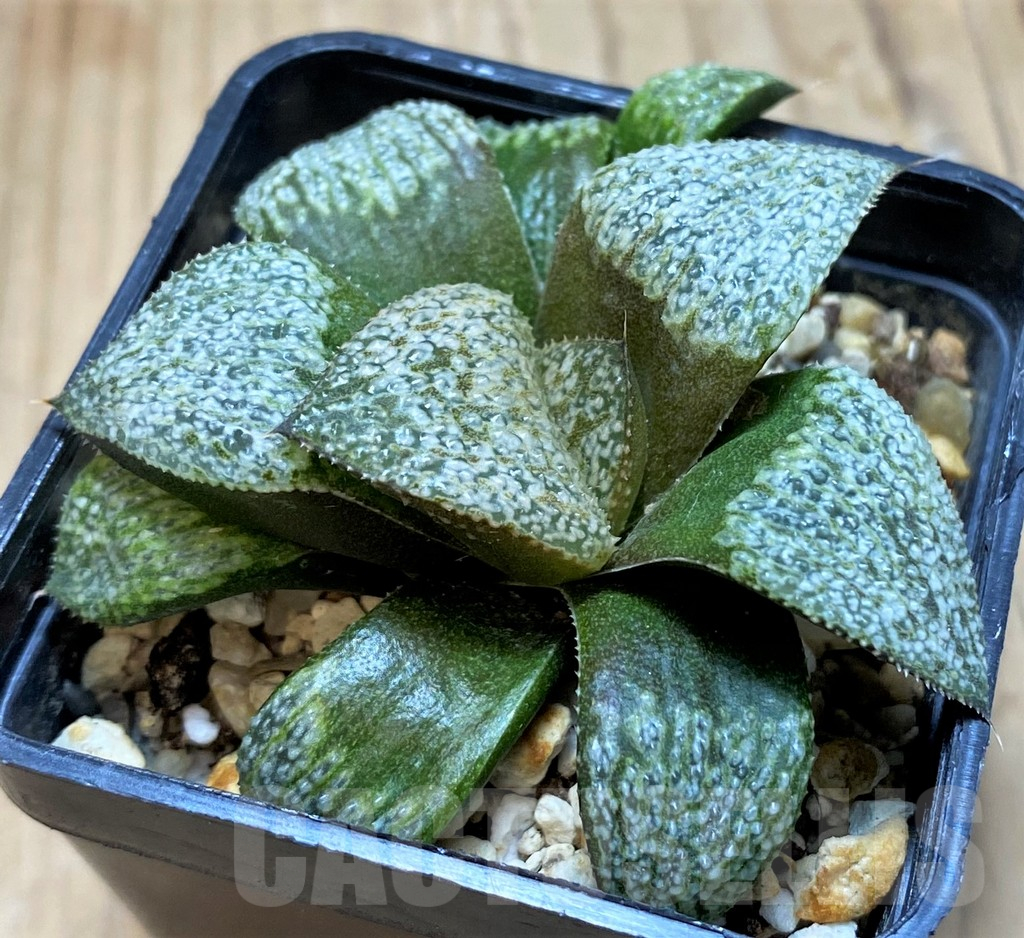SH14975 Haworthia magnifica v. splendens GM452 - Image 2