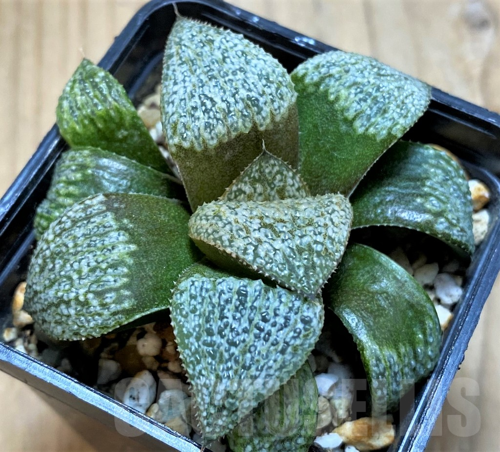 SH14975 Haworthia magnifica v. splendens GM452