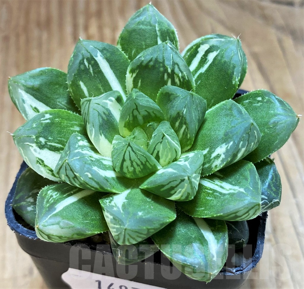 SH14977 Haworthia obtusa ‘Marin’ f. variegata - Image 2