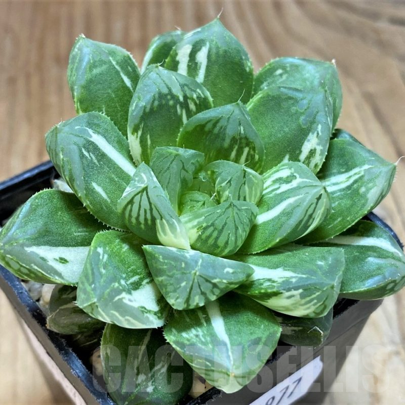 SH14977 Haworthia obtusa ‘Marin’ f. variegata