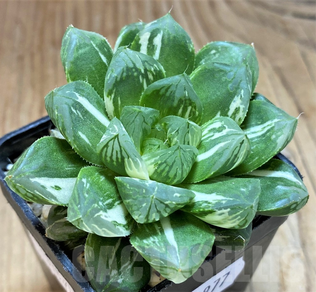 SH14977 Haworthia obtusa ‘Marin’ f. variegata