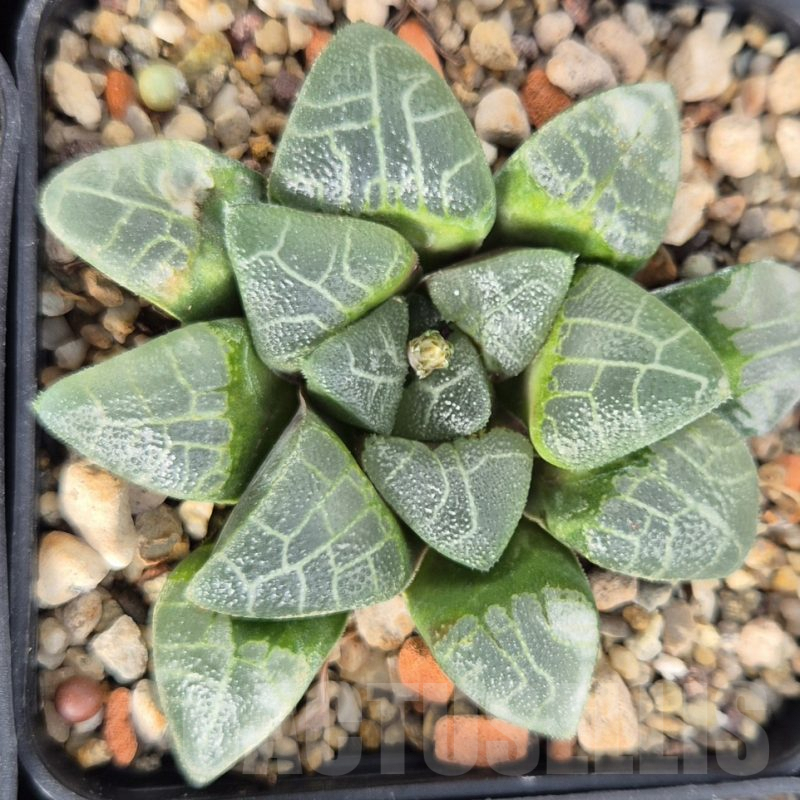 LOT578 10 SEEDS Haworthia bayeri SH 2023 year