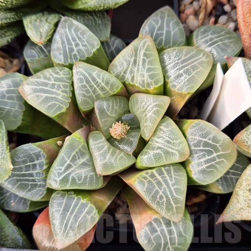 LOT580 10 SEEDS Haworthia correcta -Select form- 2023 year