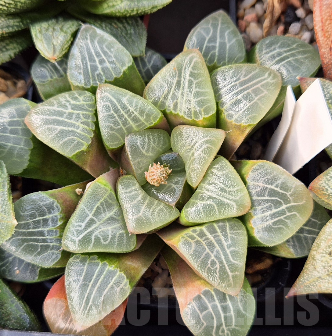 LOT580 10 SEEDS Haworthia correcta -Select form- 2023 year
