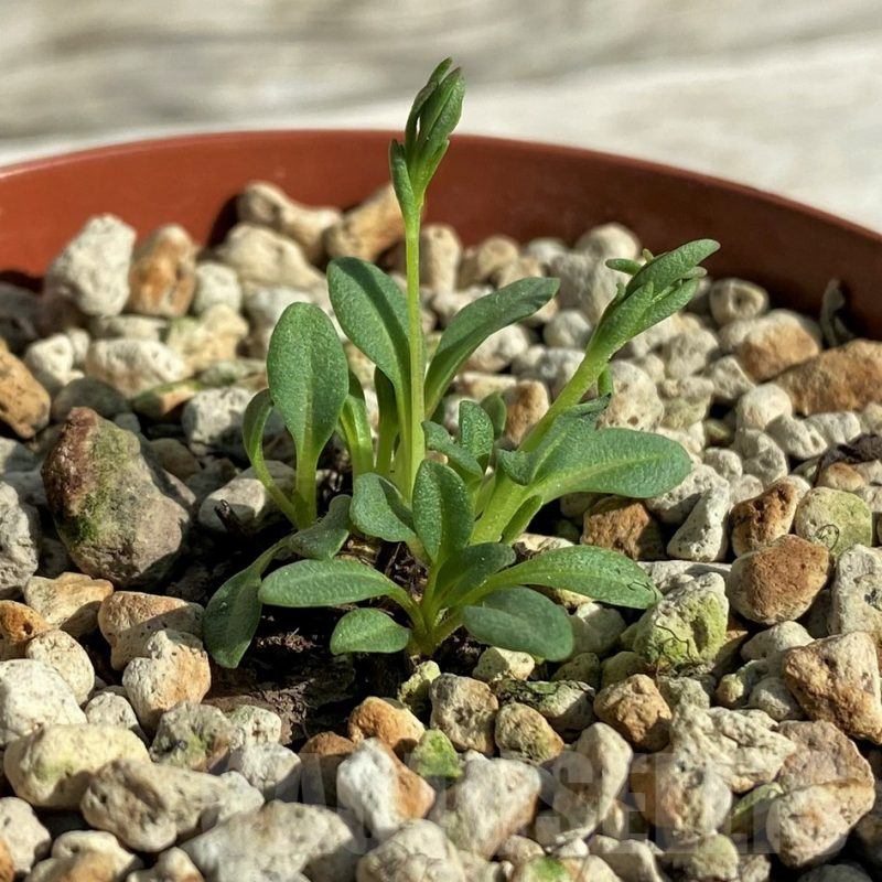 SH17389 Aeollanthus aff. subacaulis v. linearis