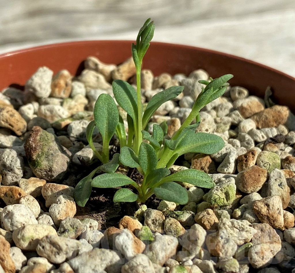 SH17389 Aeollanthus aff. subacaulis v. linearis