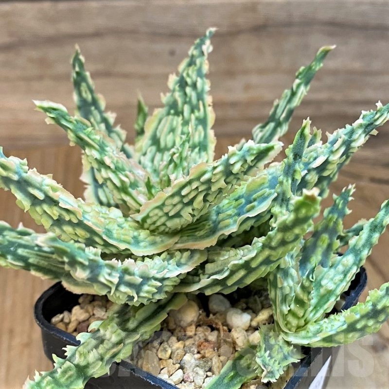 SH19195 Aloe TCT hybrid