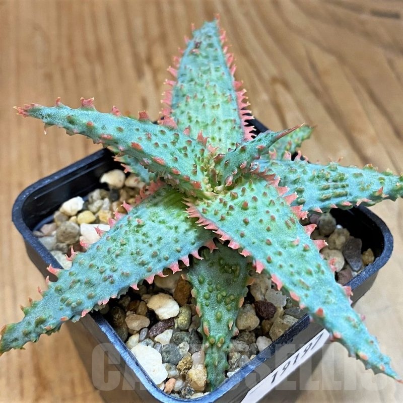SH19197 Aloe TCT hybrid