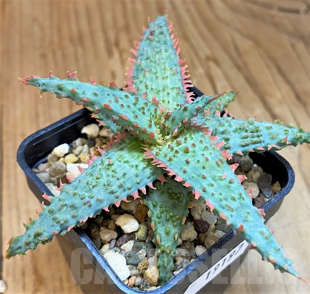SH19197 Aloe TCT hybrid