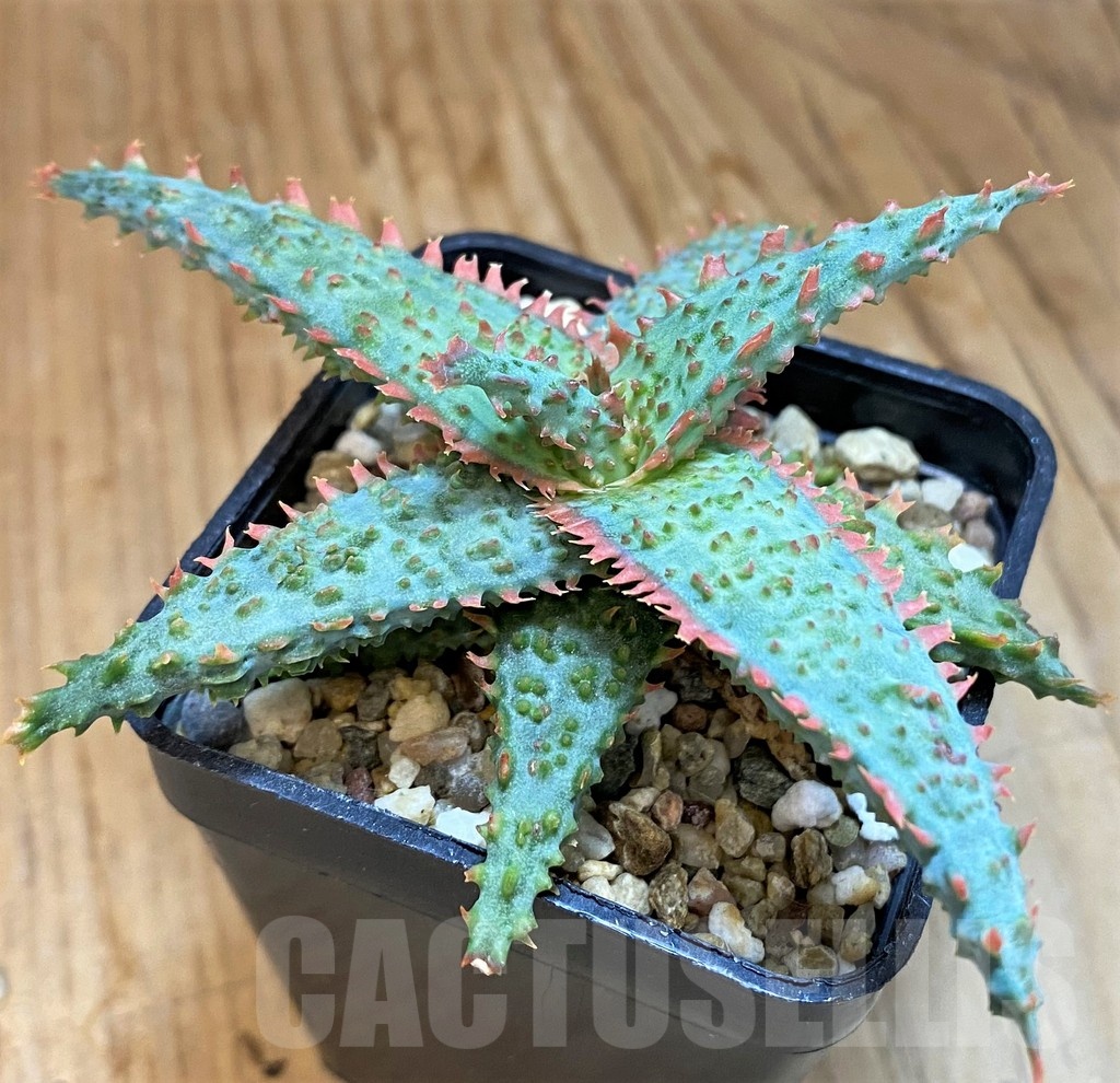 SH19197 Aloe TCT hybrid - Зображення 3