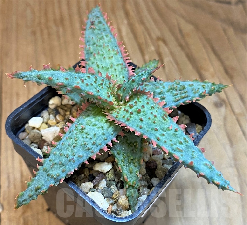 SH19197 Aloe TCT hybrid - Зображення 2