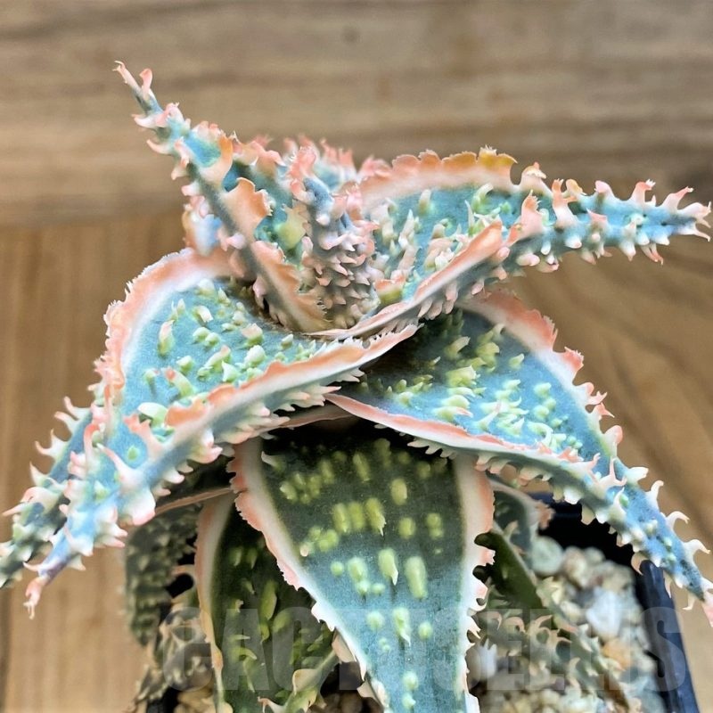 SH19202 Aloe TCT hybrid