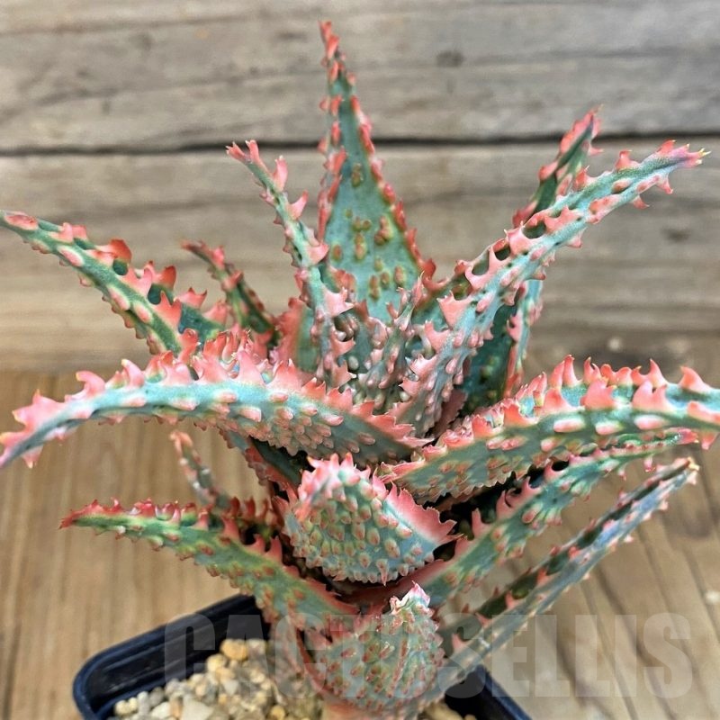 SH19203 Aloe TCT hybrid