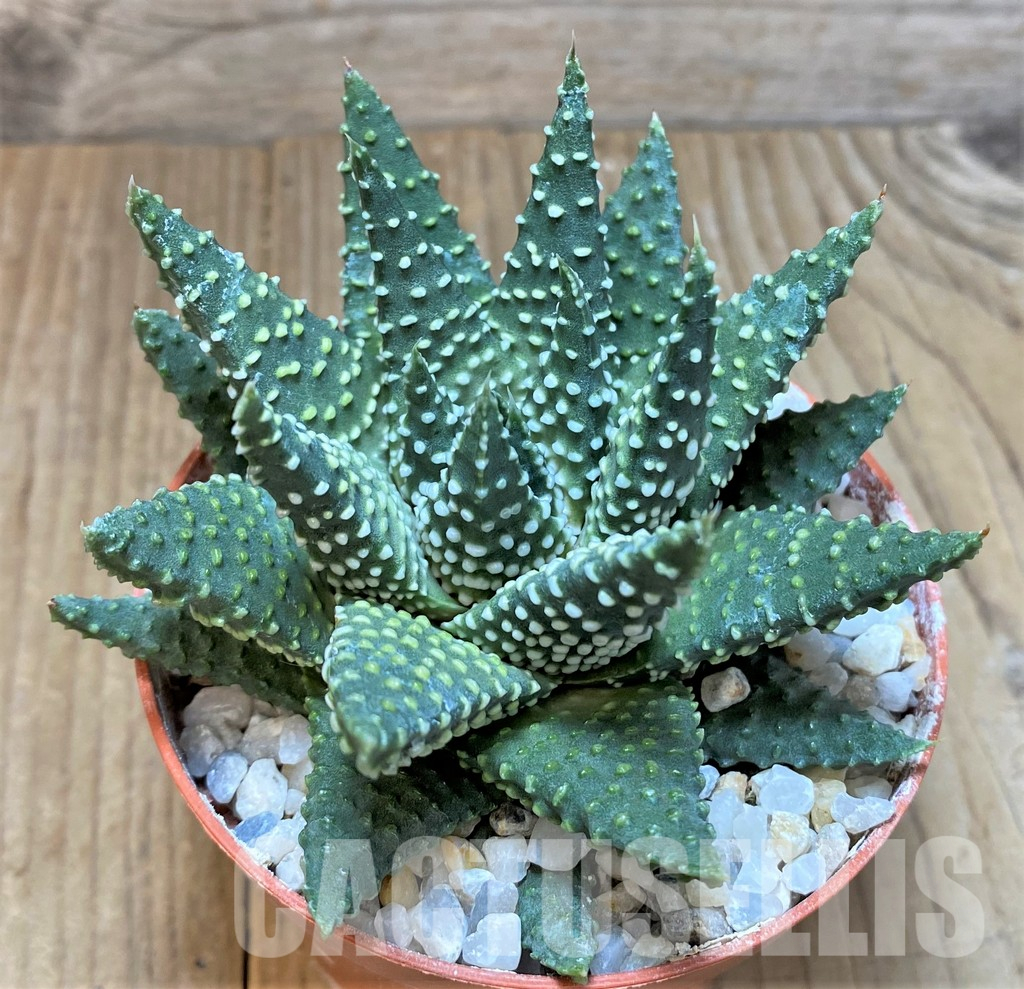 LOT754 20 SEEDS Haworthia pumila mix , 2024