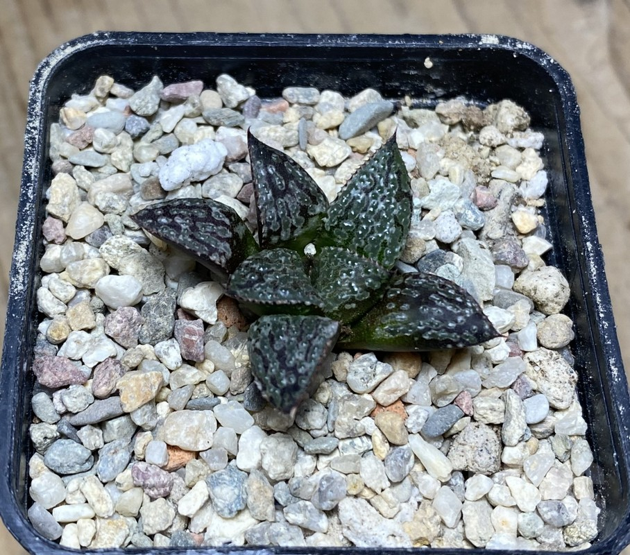 VVG35643 Haworthia 'Yuki Keshiki' hybrid seedling - Image 2